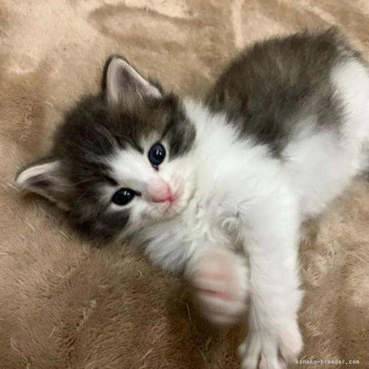 ID:2302-00908の子猫