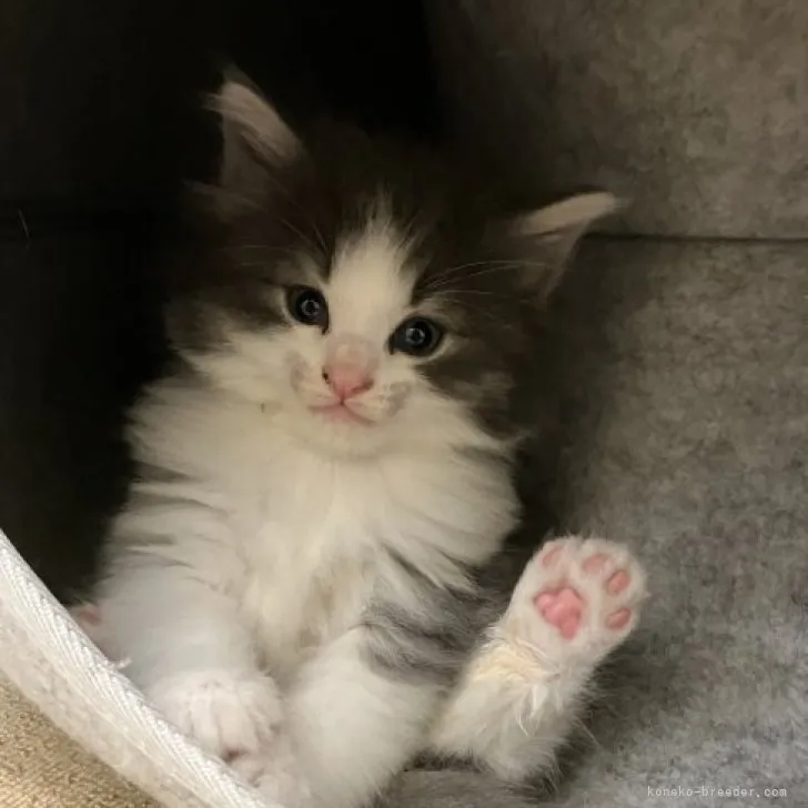 ID:2306-00195の子猫