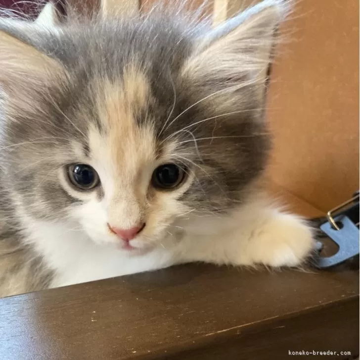 ID:2406-00642の子猫