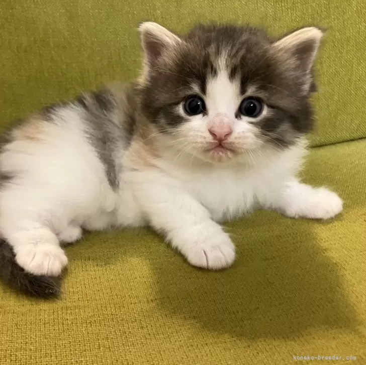 ID：2406-03731の子猫