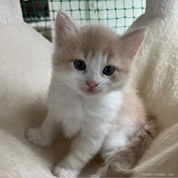 ID:2410-03378の子猫