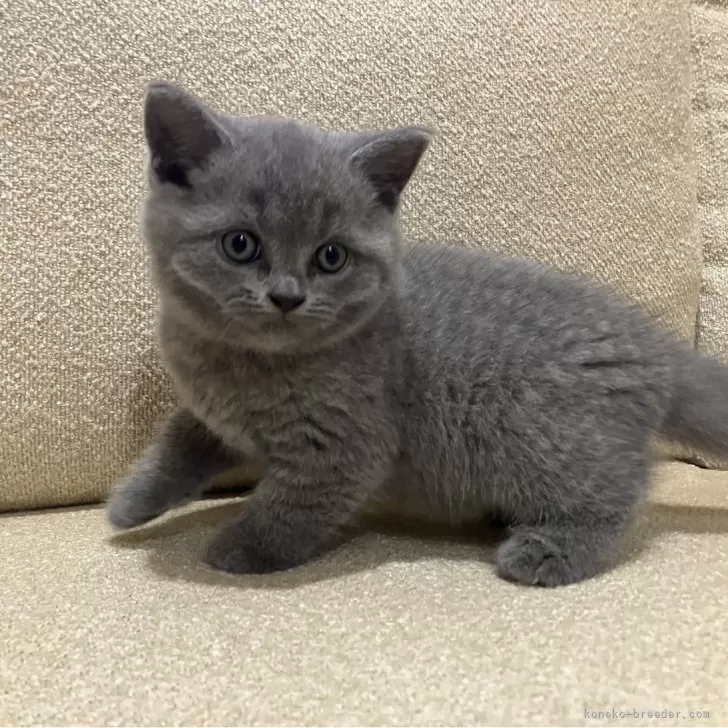 ID：2408-01482の子猫