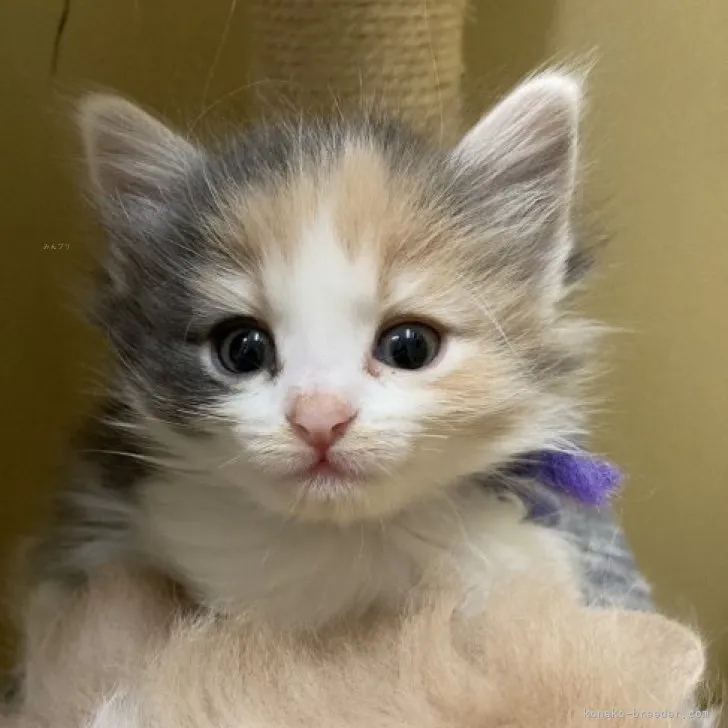 ID：2310-02418の子猫