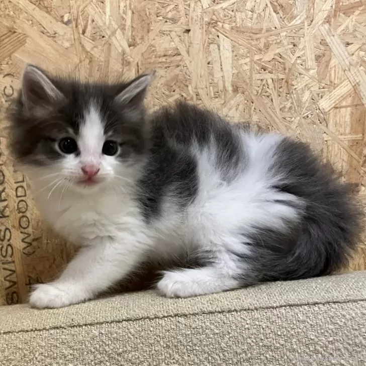 ID：2408-03050の子猫