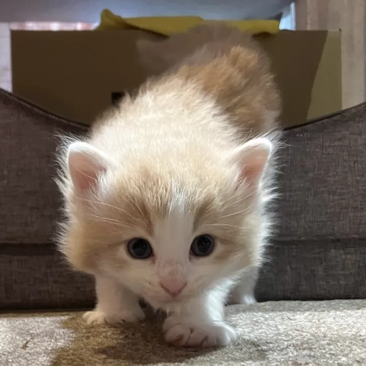 ID:2406-00636の子猫