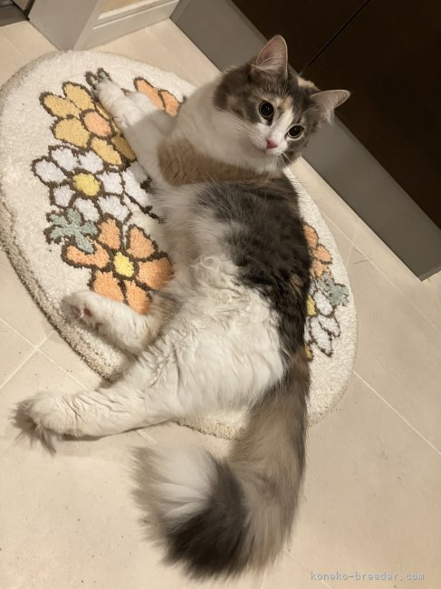 ノルウェージャンフォレストキャット【・女の子・2022年3月18日・ブルーパッチドタビーホワイト】