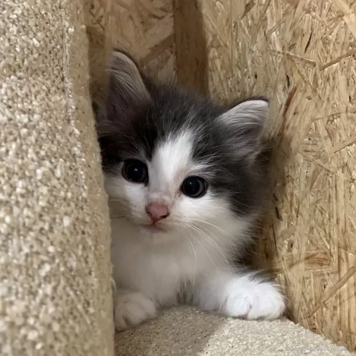 ID:2408-03048の子猫