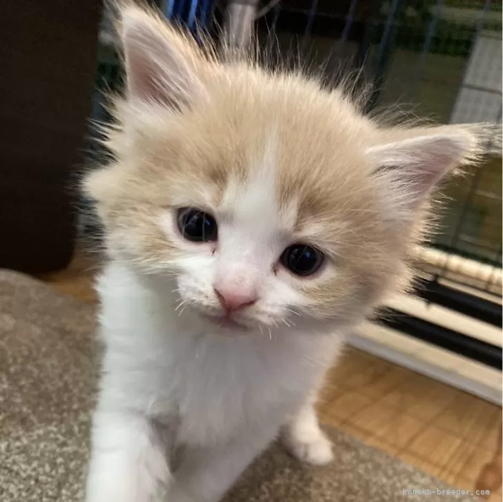 ID:2402-01974の子猫