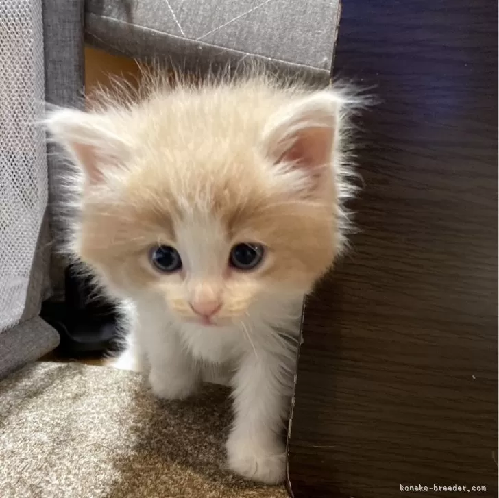 ID:2402-01972の子猫