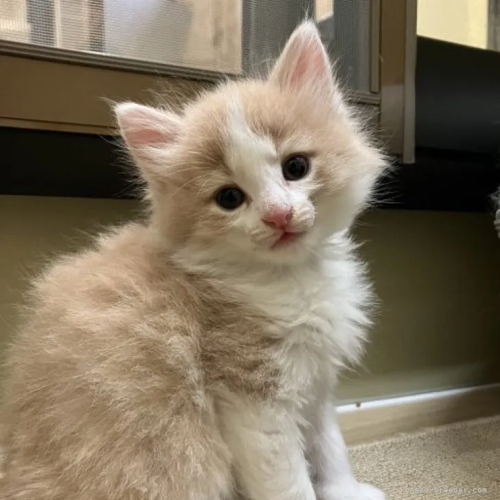 ID：2306-00194の子猫