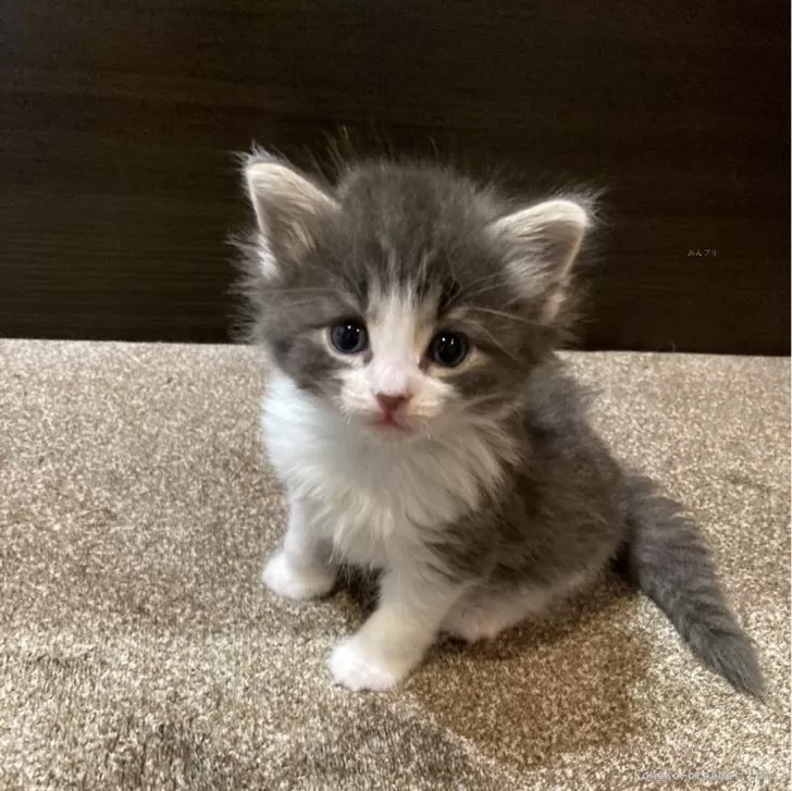 ID：2402-01971の子猫