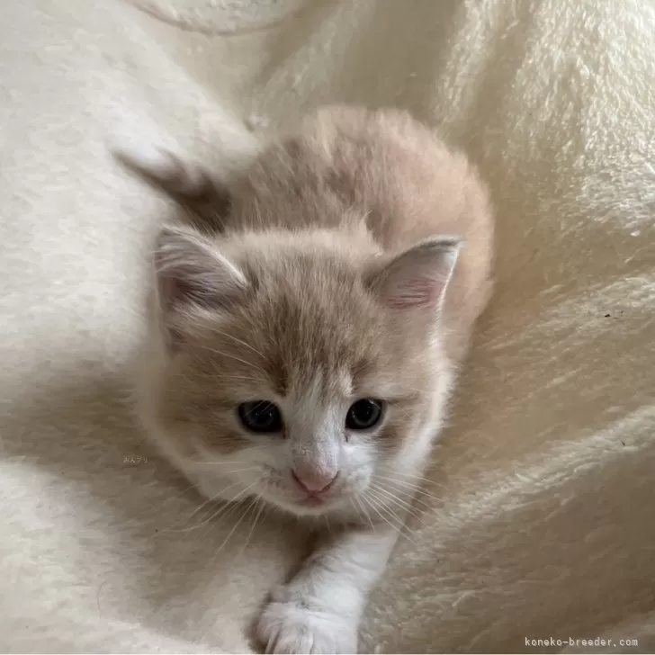 ID:2410-03376の子猫