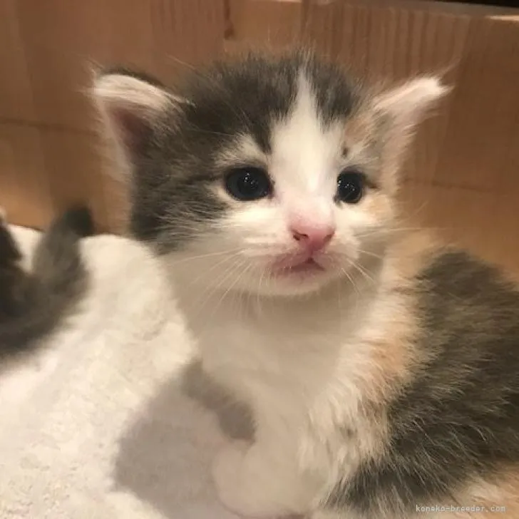 ID：2208-02495の子猫