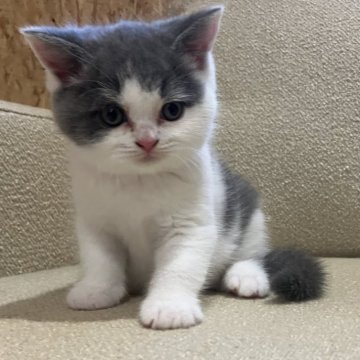 ブリティッシュショートヘア【岐阜県・男の子・2024年7月13日・ブルー&ホワイト】の写真「イケメン猫ちゃんです」