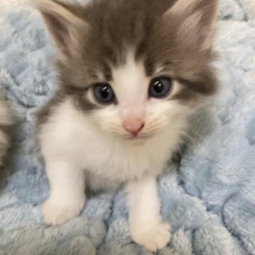 ノルウェージャンフォレストキャット【岐阜県・男の子・2023年10月18日・ブルータビー&ホワイト】の写真「イケメン猫ちゃんです」