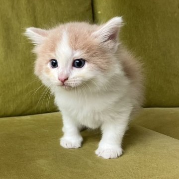 ノルウェージャンフォレストキャット【岐阜県・男の子・2024年5月25日・クリームタビーホワイト】の写真「イケメン猫ちゃんです」