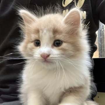 ノルウェージャンフォレストキャット【岐阜県・男の子・2023年10月7日・クリームタビー&ホワイト】の写真「イケメン猫ちゃんです」