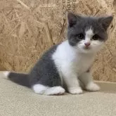 ブリティッシュショートヘア【岐阜県・男の子・2024年7月13日・ブルー&ホワイト】の写真1