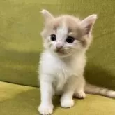 ノルウェージャンフォレストキャット【岐阜県・男の子・2024年5月25日・クリームタビーホワイト】の写真1