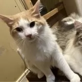 ノルウェージャンフォレストキャット【岐阜県・男の子・2024年2月7日・クリームタビー&ホワイト】の写真1