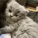 ブリティッシュロングヘア【岐阜県・女の子・2024年9月28日・ブルー】の写真1