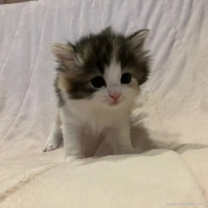 ID:2210-02308の子猫