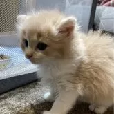 ノルウェージャンフォレストキャット【岐阜県・女の子・2024年1月17日・クリームタビーホワイト】の写真2