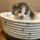 ノルウェージャンフォレストキャット【岐阜県・女の子・2023年10月7日・ブルーパッチドタビー&ホワイト】の写真2