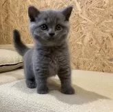 ブリティッシュショートヘア【岐阜県・男の子・2024年7月13日・ブルー】の写真2