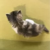 ノルウェージャンフォレストキャット【岐阜県・女の子・2024年5月25日・ブルーパッチドタビーホワイト】の写真5