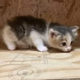 ノルウェージャンフォレストキャット【岐阜県・女の子・2025年9月8日・ブルーパッチドタビー&ホワイト】の写真10