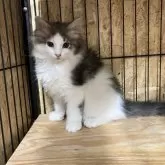 ノルウェージャンフォレストキャット【岐阜県・女の子・2025年5月11日・ブルータビー&ホワイト】の写真10