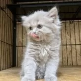 ブリティッシュロングヘア【岐阜県・女の子・2025年7月28日・ライラック】の写真10