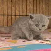 ブリティッシュショートヘア【岐阜県・女の子・2025年8月31日・ブルー】の写真10