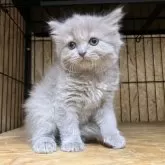 ブリティッシュロングヘア【岐阜県・女の子・2025年7月28日・ライラック】の写真11