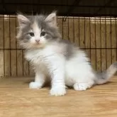 ノルウェージャンフォレストキャット【岐阜県・女の子・2025年6月23日・ブルーパッチドタビー&ホワイト】の写真12