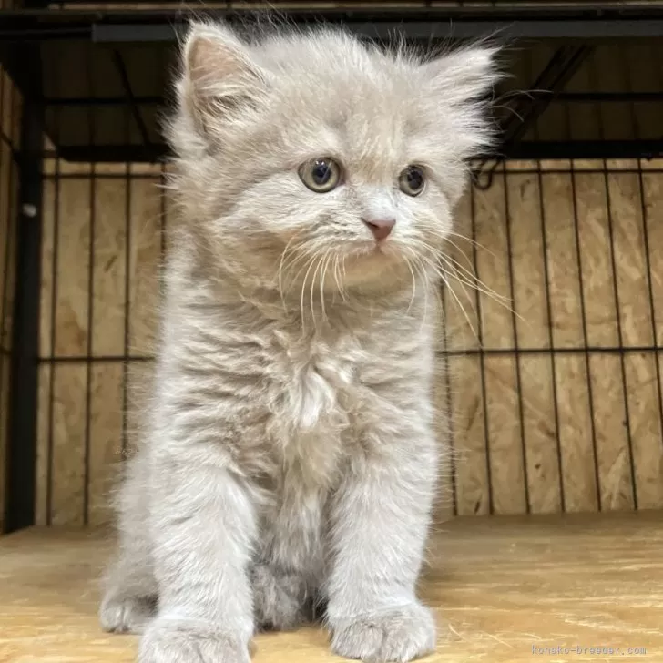 ID：2509-01102の子猫