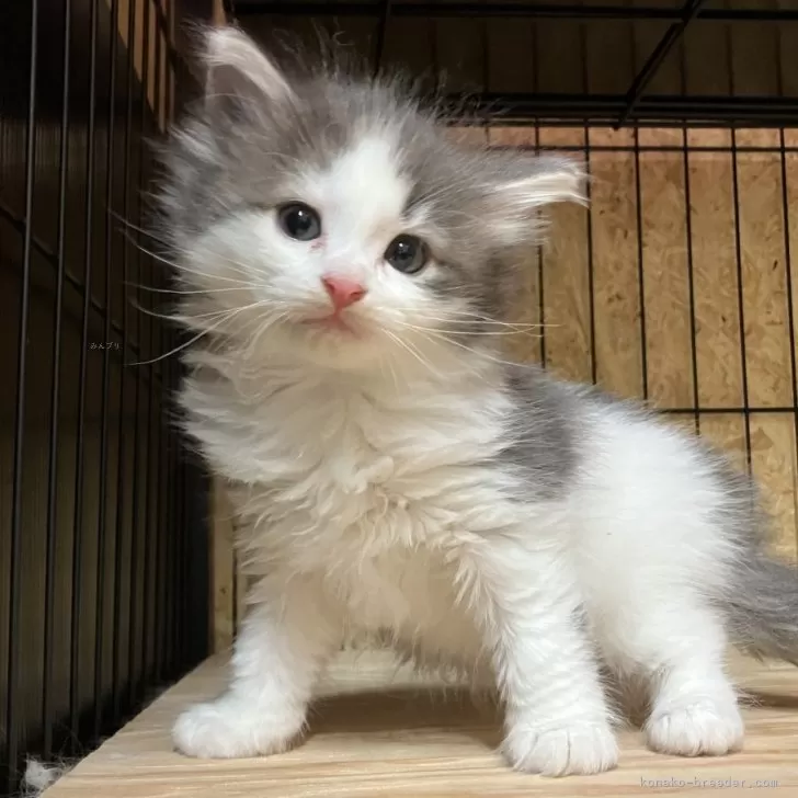ID:2506-00354の子猫