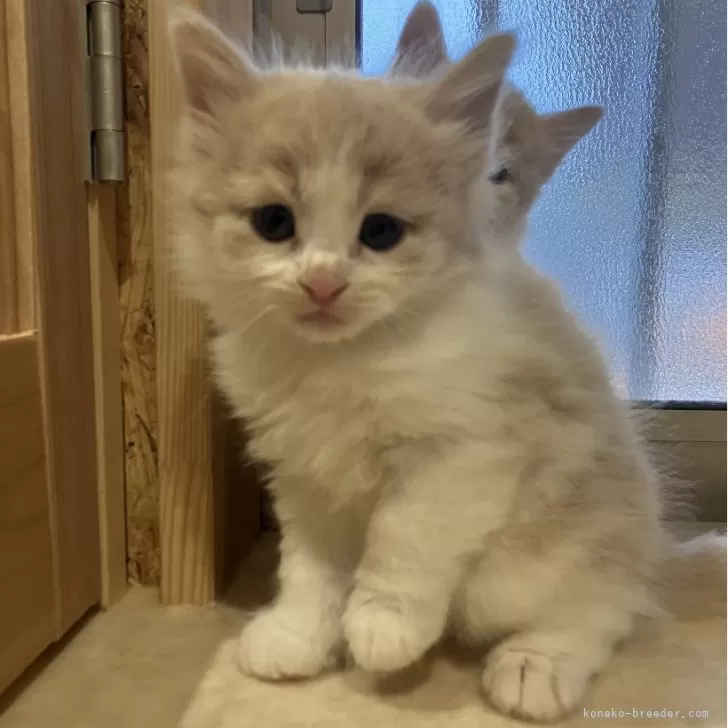 ID:2502-00997の子猫