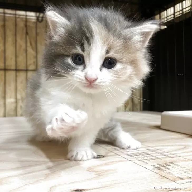 ID:2505-02996の子猫