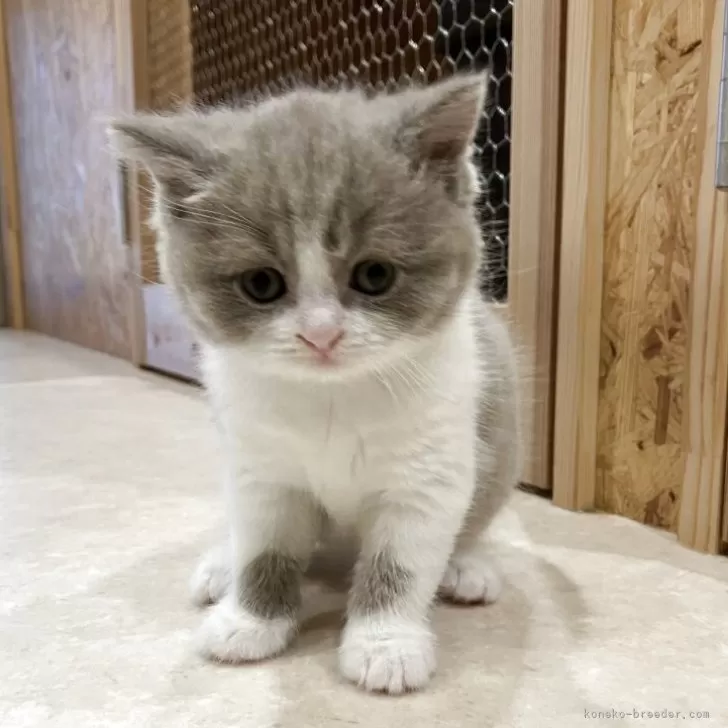 ID：2506-00364の子猫