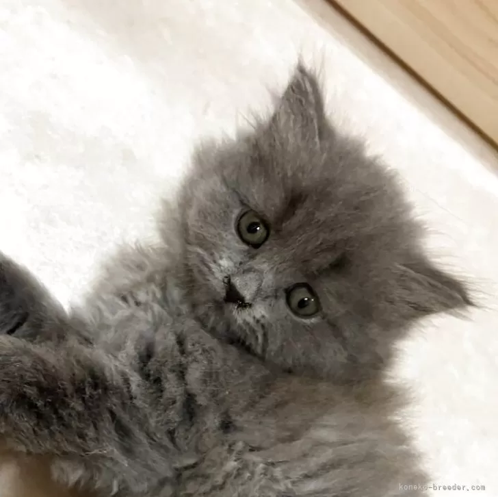 ID:2504-03602の子猫