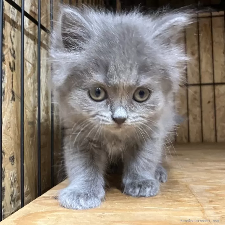 ID：2509-01107の子猫