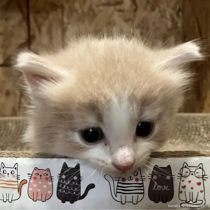 ID：2501-01554の子猫