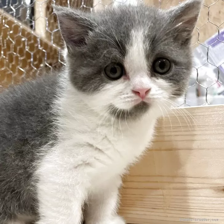 ID:2504-03597の子猫