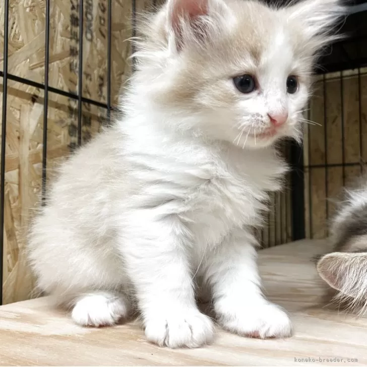 ID:2505-03557の子猫