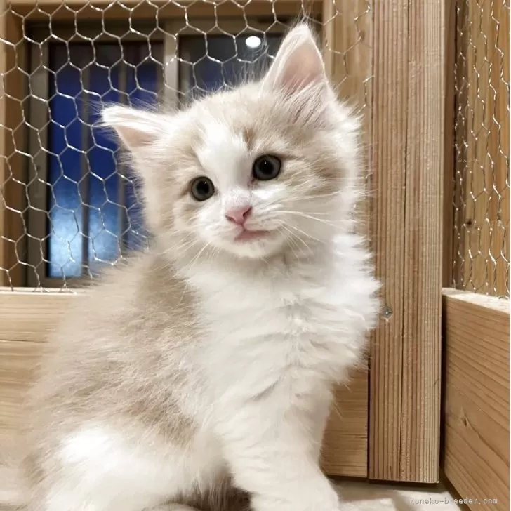ID:2504-02491の子猫