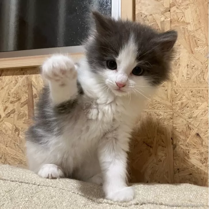 ID:2502-00970の子猫