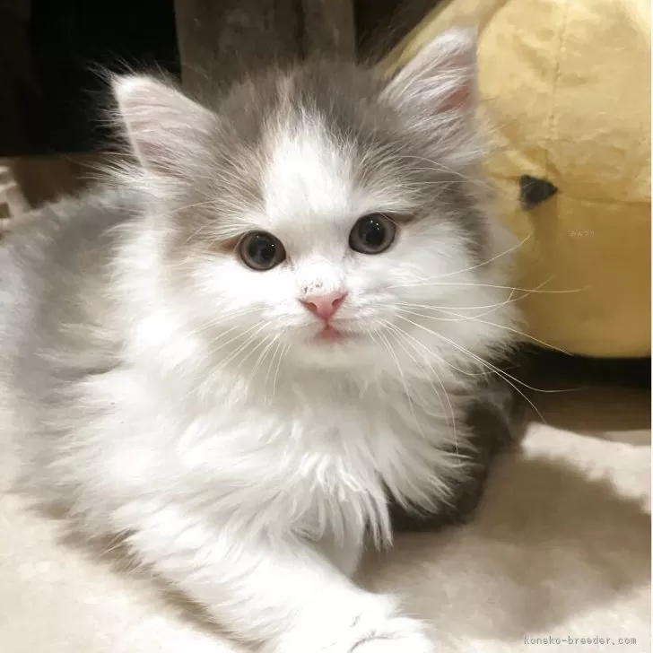 ID：2504-02606の子猫