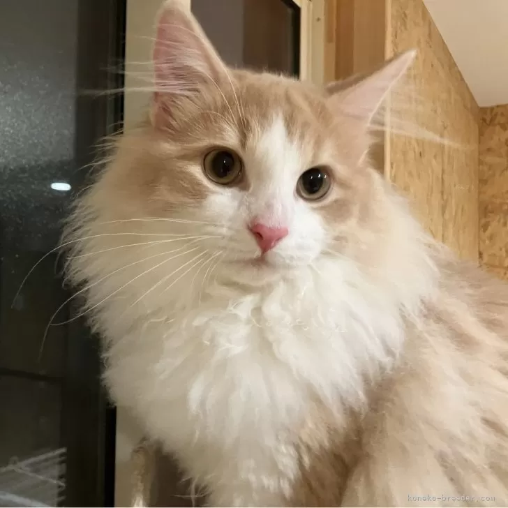 ID:2501-01594の子猫